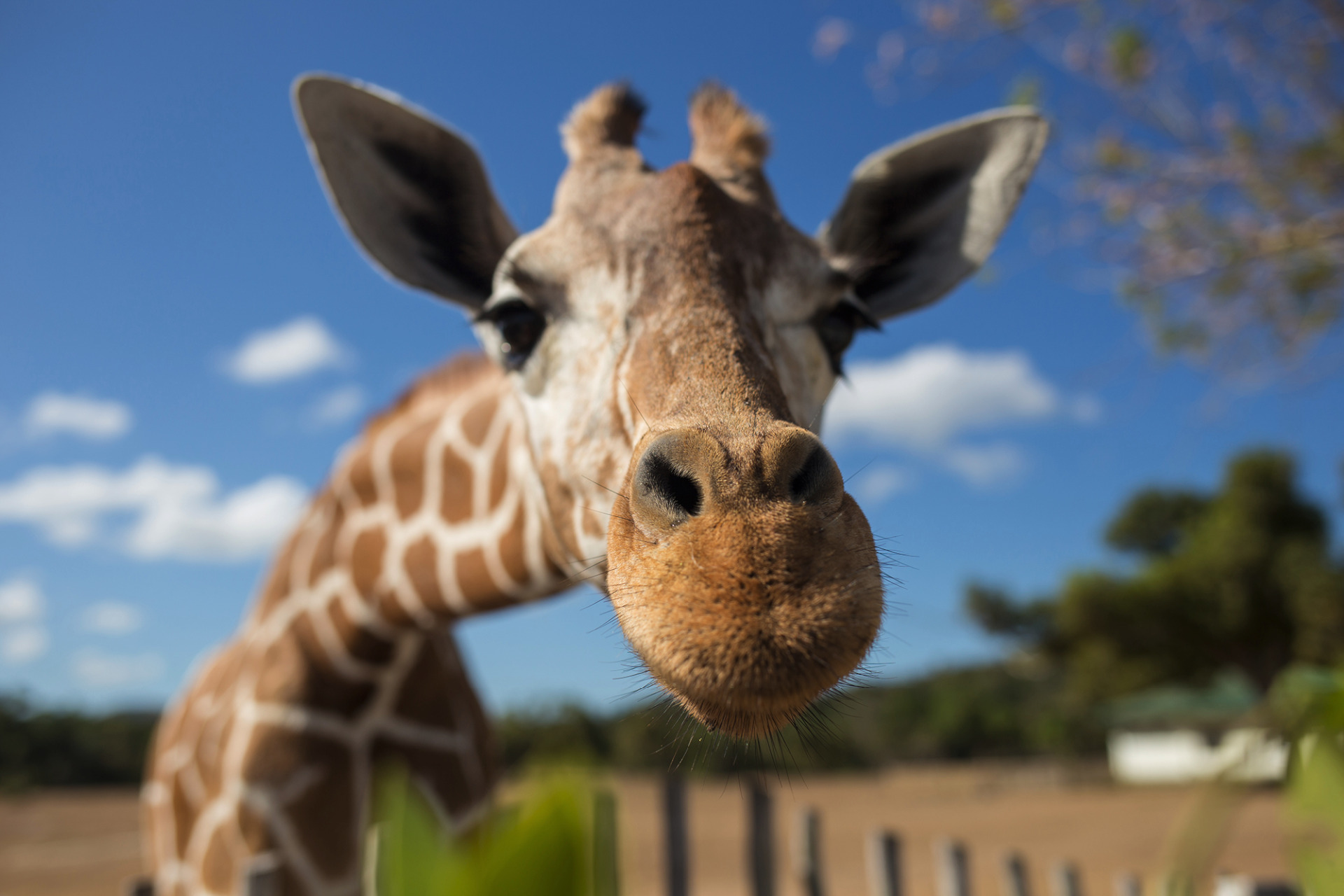 Giraffe at Paignton Zoo